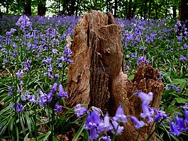 花,藍(lán)色,風(fēng)信子