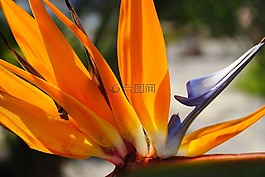 鳥,盛開,開花