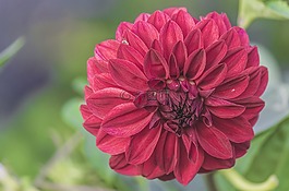 花,自然,花的