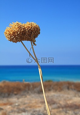 藍(lán)色,海岸,干