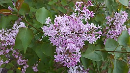 丁香,花,紫色