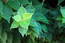 环境,植物区系,新鲜