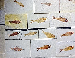 化石,石,魚