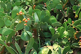 背景,植物學(xué),仙人掌