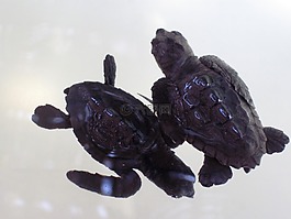 動物,嬰兒,爬行動物