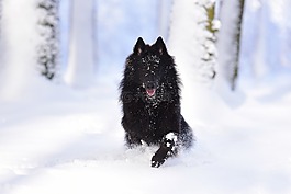 狗,比利时牧羊犬,groenendael