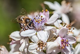 蜜蜂,花,開花
