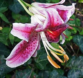 亞洲百合,百合,花