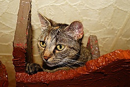 寵物,貓,可愛的貓咪