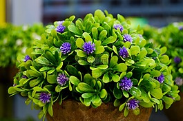 紫色的花朵,花瓶,花