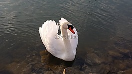 天鵝,水,水禽