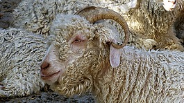動物,寵物,動物的畫像