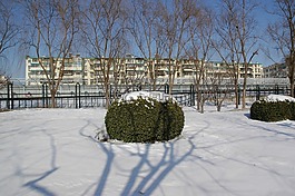 雪,冬天,自然