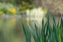 自然,湖,蘆葦
