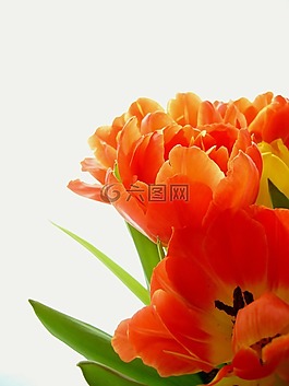 花,郁金香,黃色