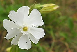 白 lichtnelke,白 nachtnelke,白 leimkraut