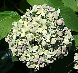 繡球變色,葉子,花