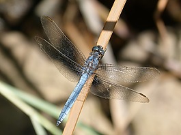 藍(lán)蜻蜓,干,飛行昆蟲