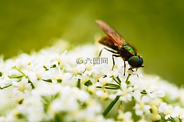 昆蟲,花,宏