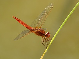 紅蜻蜓,搶,池塘