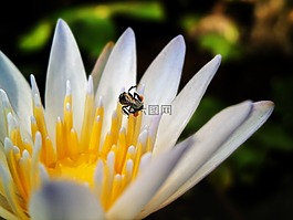 蓮花,蜜蜂,花