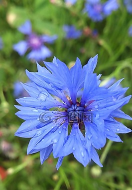 矢車菊,藍(lán)色,花
