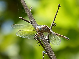 蜻蜓amrilla,分支机构,orthetrum albistylum