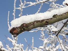 雪,科,冬天