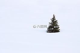 枝杈,圣誕節(jié),冷