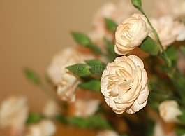 鲜花,康乃馨,粉红色
