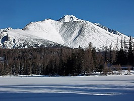 冬季,雪,林