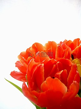 花,郁金香,黃色