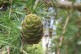 落葉松球果,點(diǎn)擊綠色,落葉松