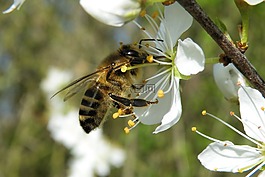 梅花,昆蟲,蜜蜂