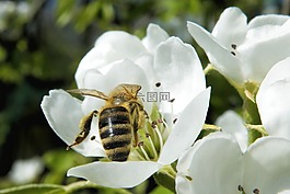 梅花,昆蟲,蜜蜂