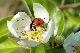 梅花,昆蟲,瓢蟲