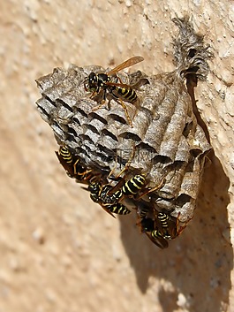 黃蜂'巢,黃蜂,株型