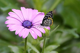 花,開(kāi)花,蝴蝶