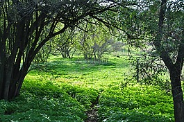 森林,草,自然