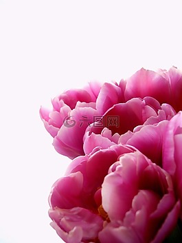 花,郁金香,黃色