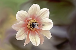 花,開花,赫梅爾