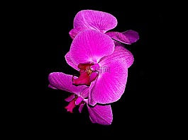 蘭花,花,自然