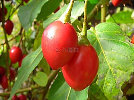 小蕃茄,紅色,水果