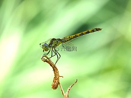 黄蜻蜓,分支机构,orthetrum albistylum