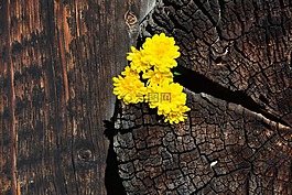 菊花,黄色,木