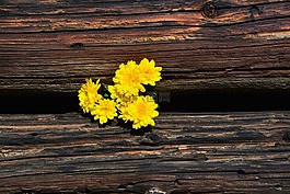 菊花,黄色,木