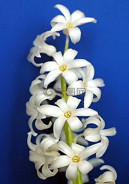 花,风信子,奶油