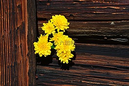 菊花,鲜花,黄色