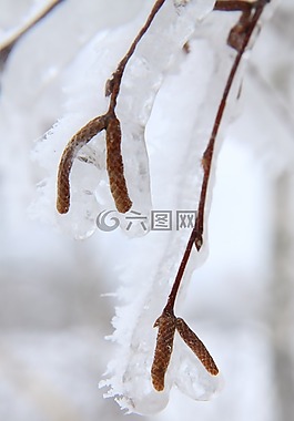枝杈,棕色,樺木