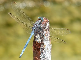 蓝蜻蜓,筏,orthetrum coerulescens